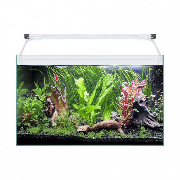 Acuario de 60 litros: tamaño, diseño y selección de peces