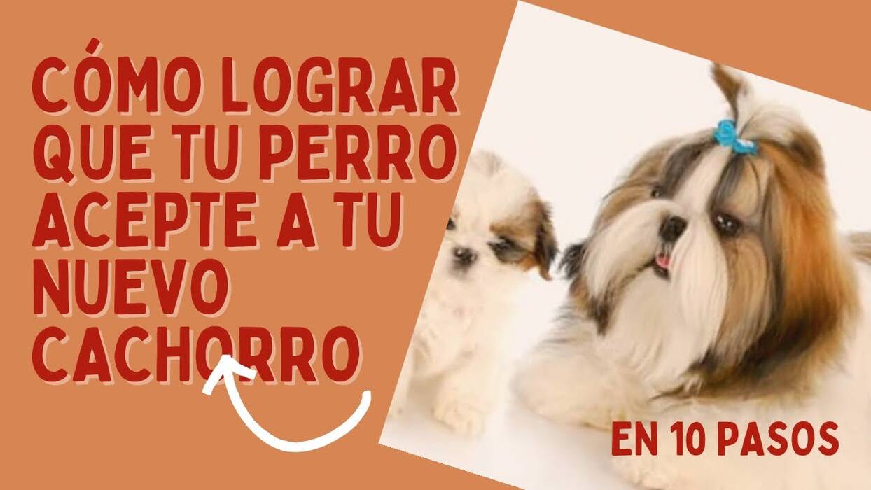 Adaptar un cachorro y un perro adulto a un nuevo hogar