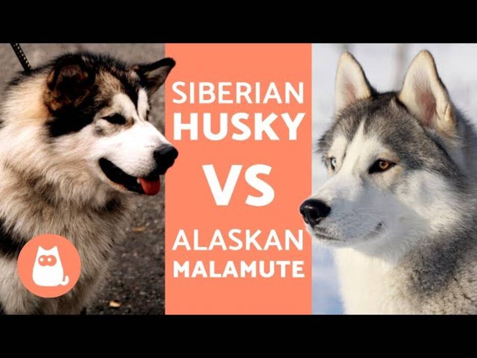 Alaskan Husky: características de la raza y cría