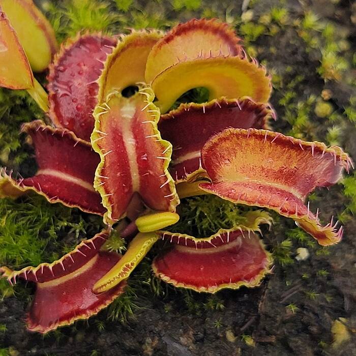 Ampularia: especies, peculiaridades de mantenimiento y cría