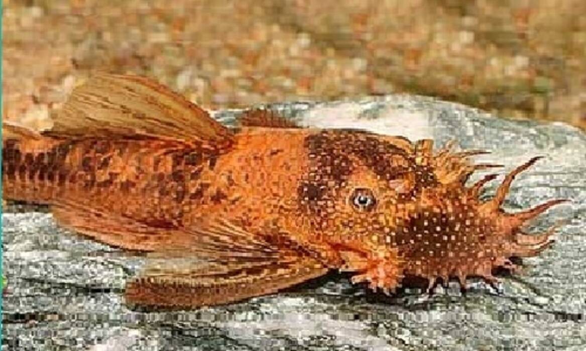 Ancistrus: características, especie y contenido