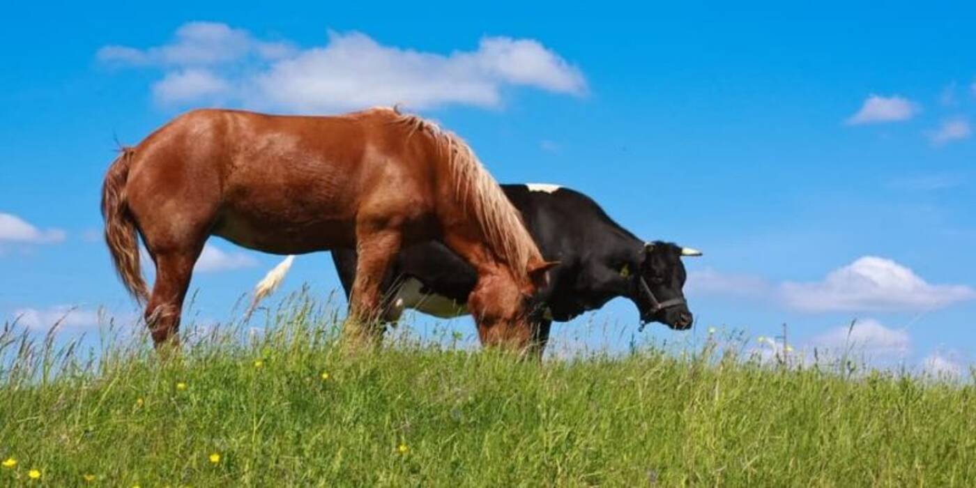 Animales domésticos: características y lista de los mejores