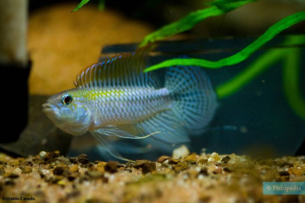 Apistogramma azul eléctrico
