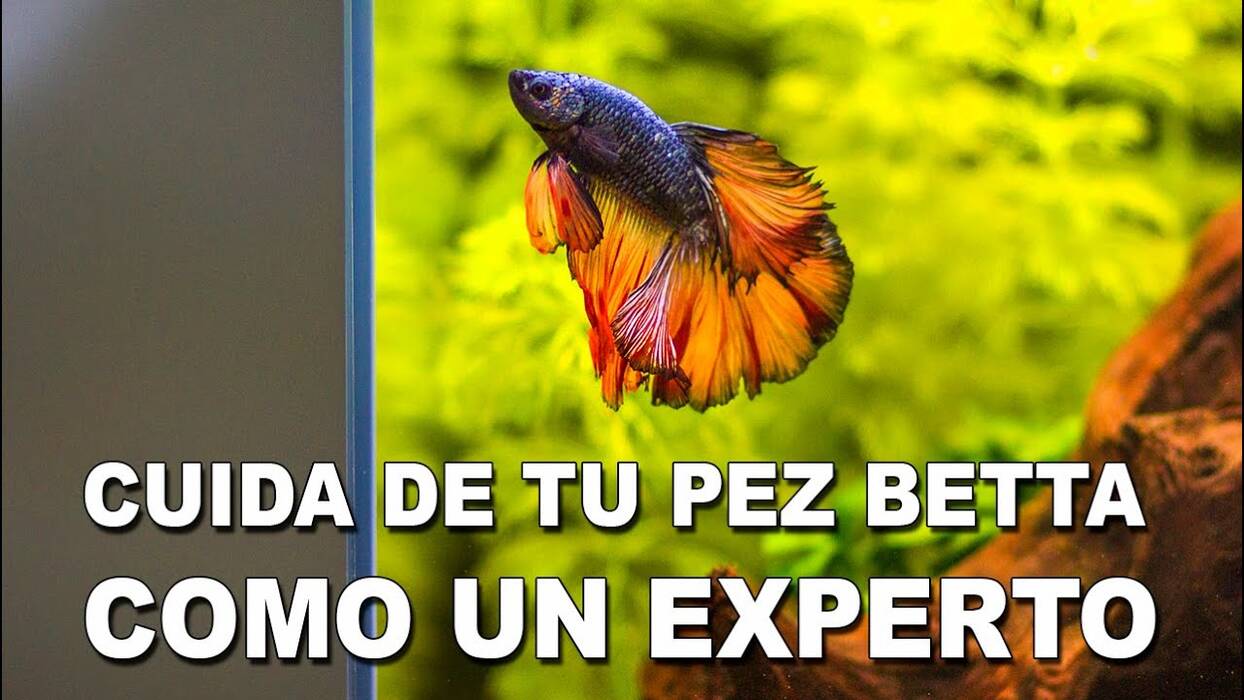 Bacopa: descripción de las especies para acuarios y su mantenimiento