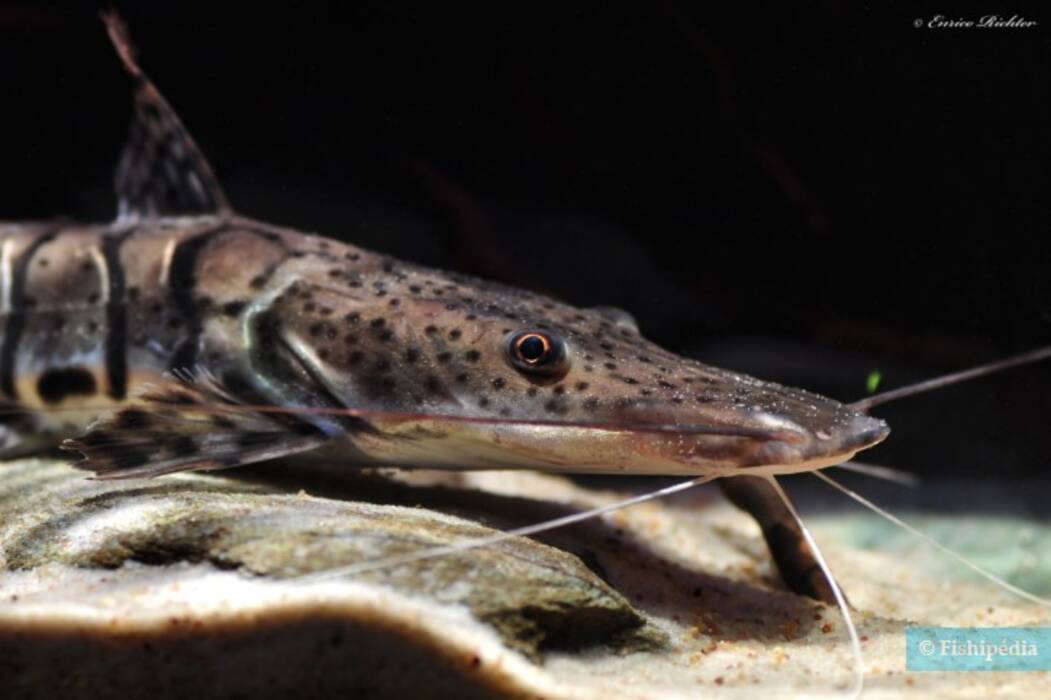 Bagres de acuario: variedades, cuidados y consejos de cría