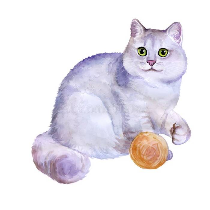 Chinchilla británica: variantes de color, carácter y contenido del gato