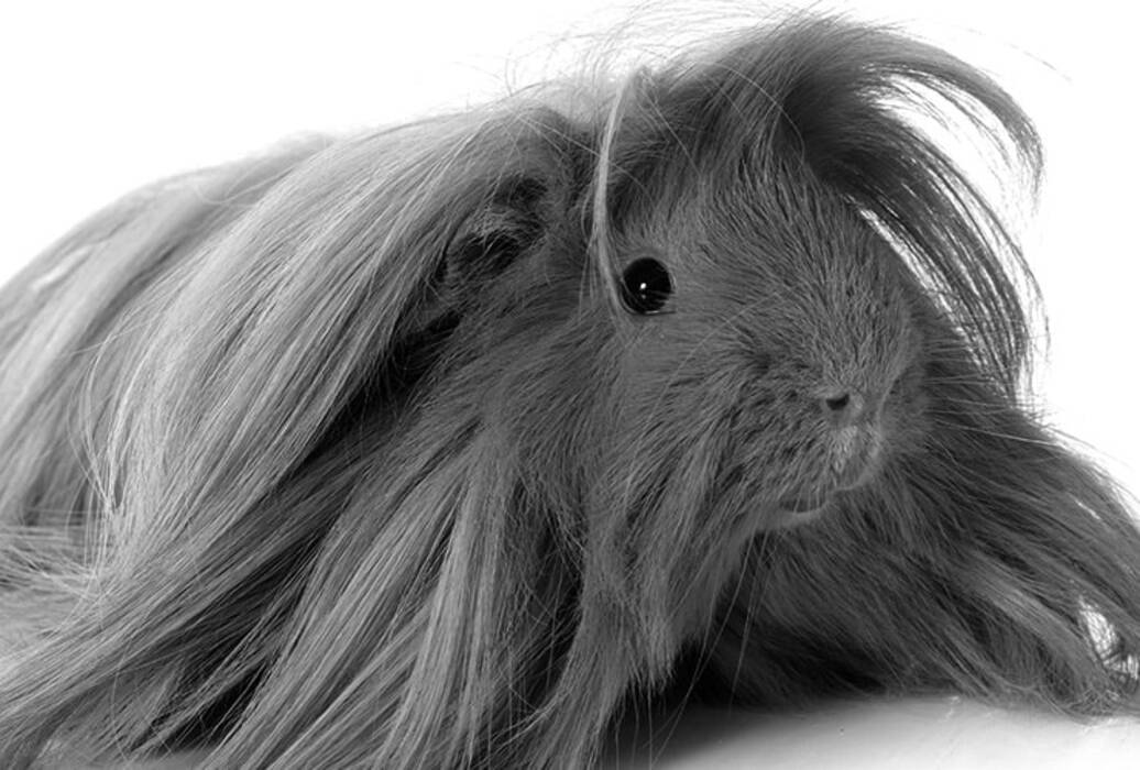 Cobayas de pelo largo: características, razas y cuidados recomendados