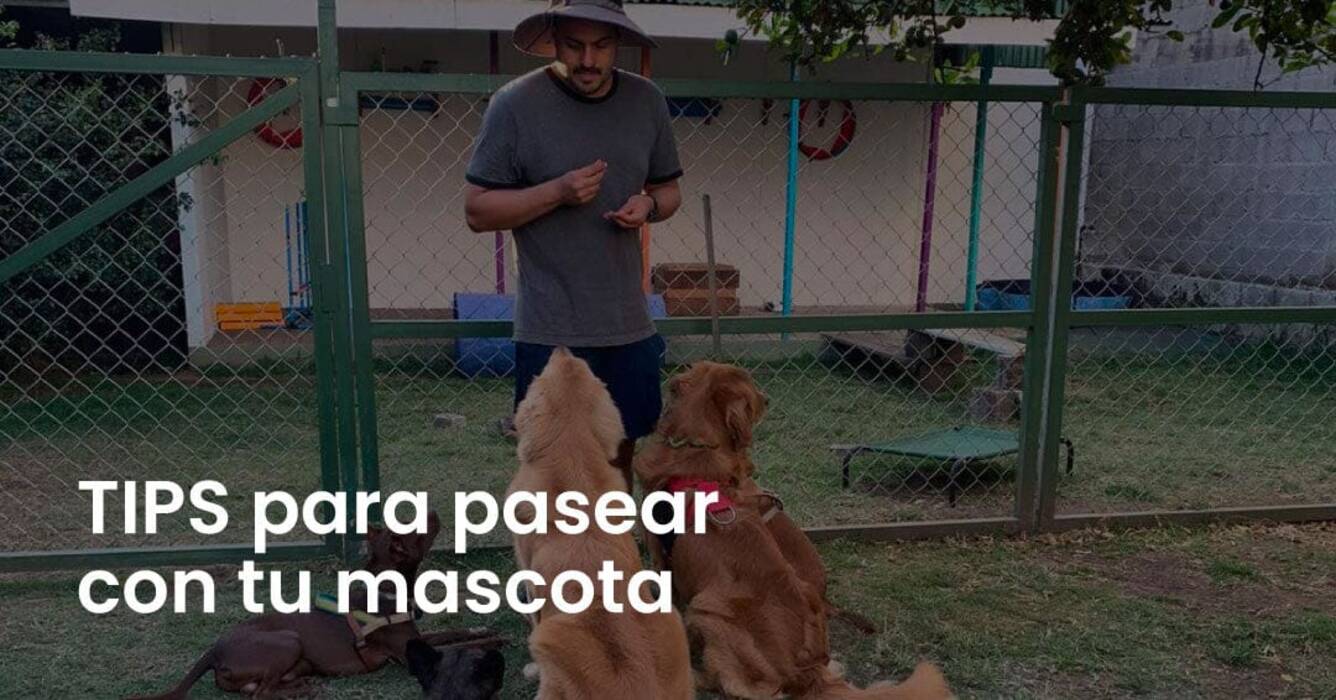 Cómo y con qué alimentar a un perro de patio en casa?