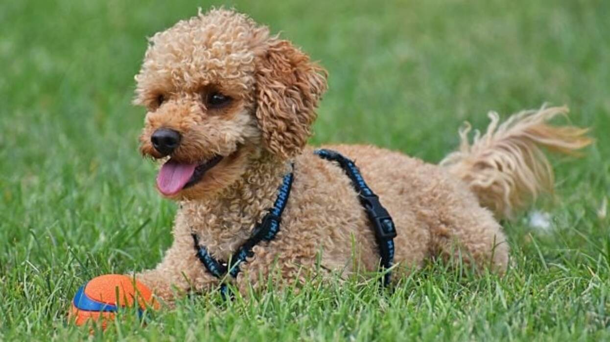 Cómo y qué alimentar a un Caniche Toy?