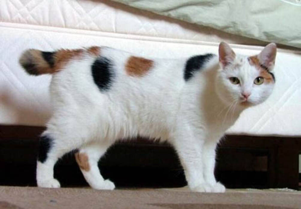 Gatos Bobtail: características, colores y cuidados