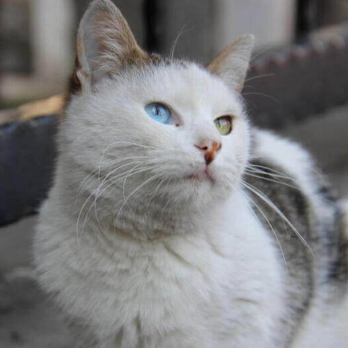 Gatos blancos: descripción y razas populares