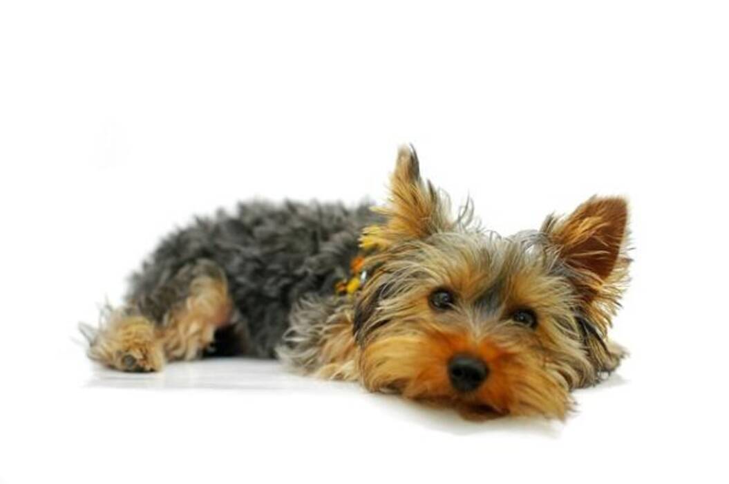 Los Yorkshire Terrier tienen cara de bebé