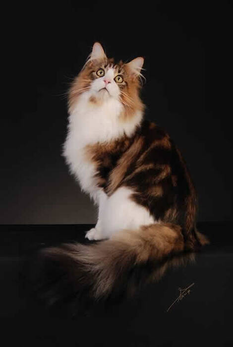 Maine Coons blancos: peculiaridades del color y mantenimiento