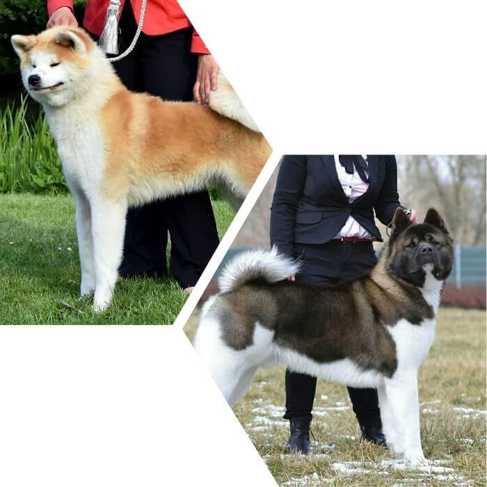 Mezcla de akita con otras razas