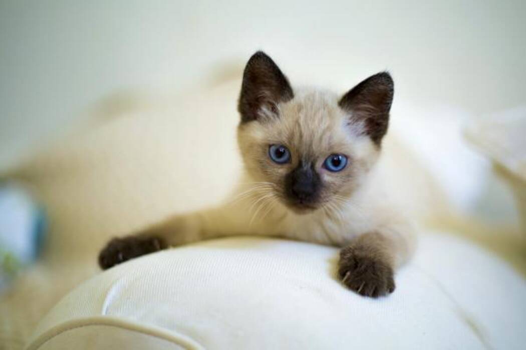Opciones de color del gato tailandés
