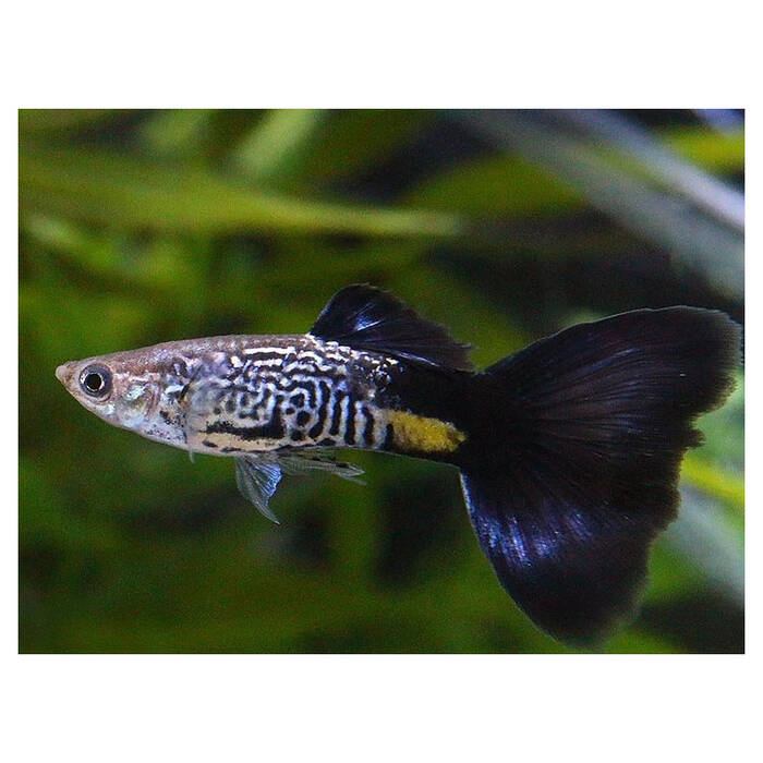 Peces serpiente de acuario: variedades, selección, cuidados, reproducción