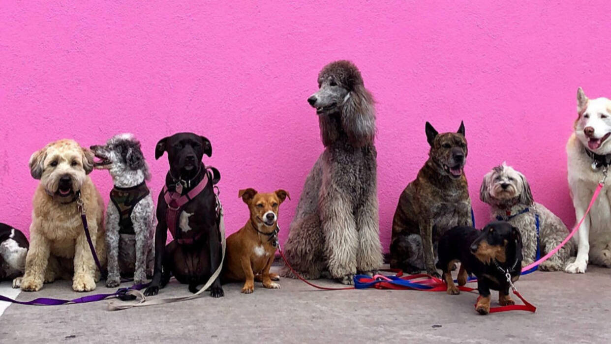 Perros grandes y esponjosos: caracterización, variedades, elección y cuidados