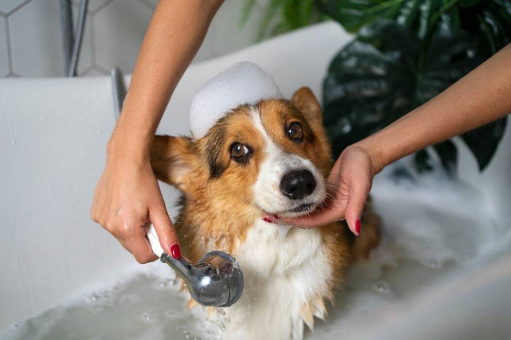 Perros grandes de pelo liso: descripción de las razas y características de los cuidados