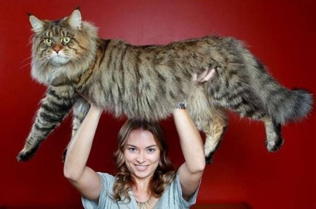 Peso de los gatitos Maine Coon por meses