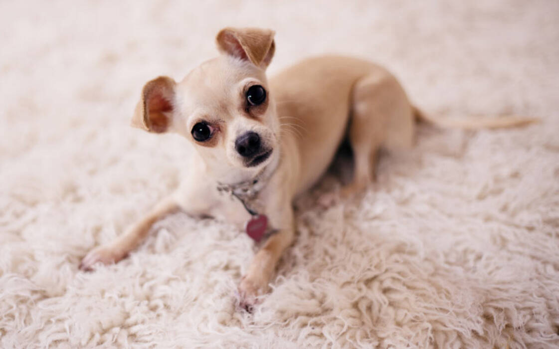 Peso de un chihuahua por meses