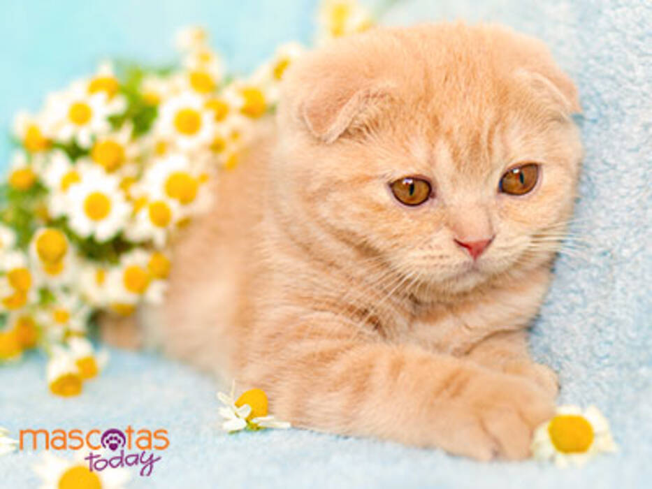 Peso de un gatito escocés por meses