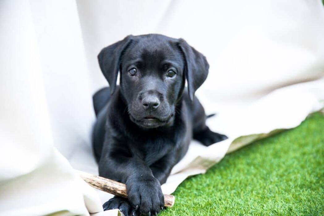 Peso del Labrador por mes