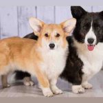 Peso y tamaño del corgi