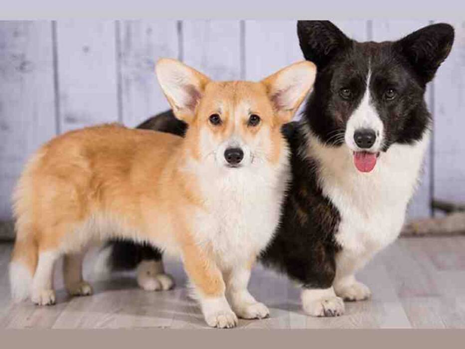 Peso y tamaño del corgi