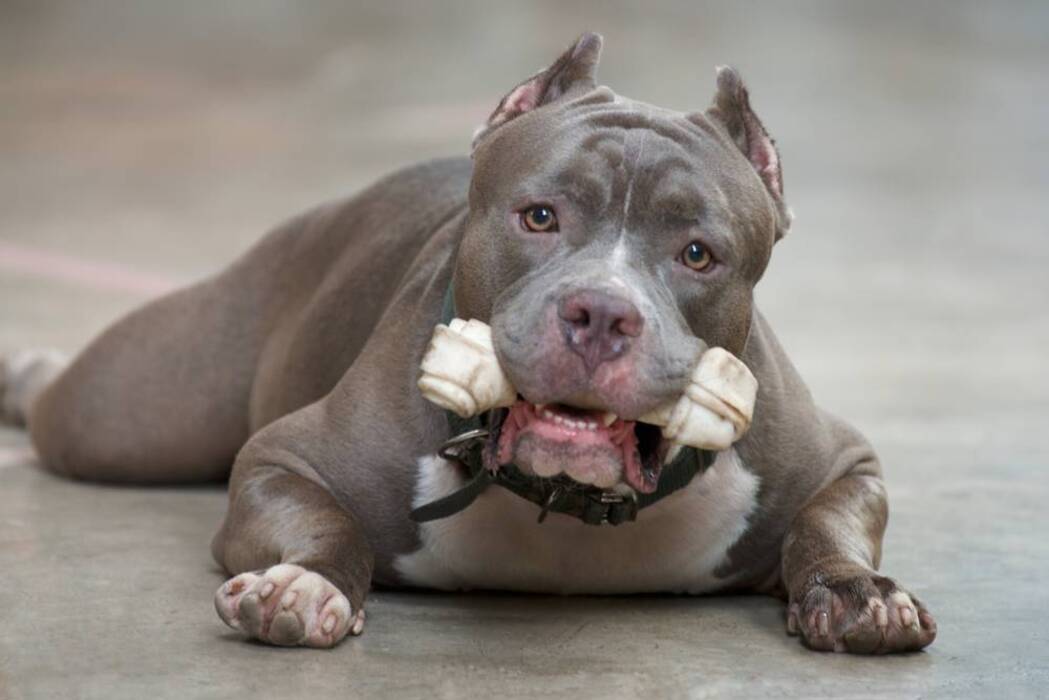 Pitbulls blancos: descripción y contenido
