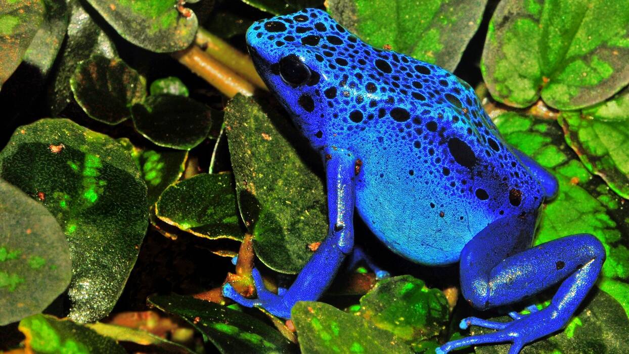 Ranas de acuario: descripción y especies, mantenimiento y cuidados