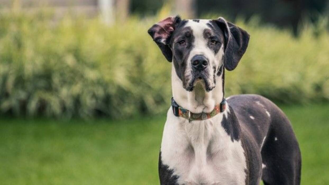 Razas de perros americanos: variedades y consejos de selección