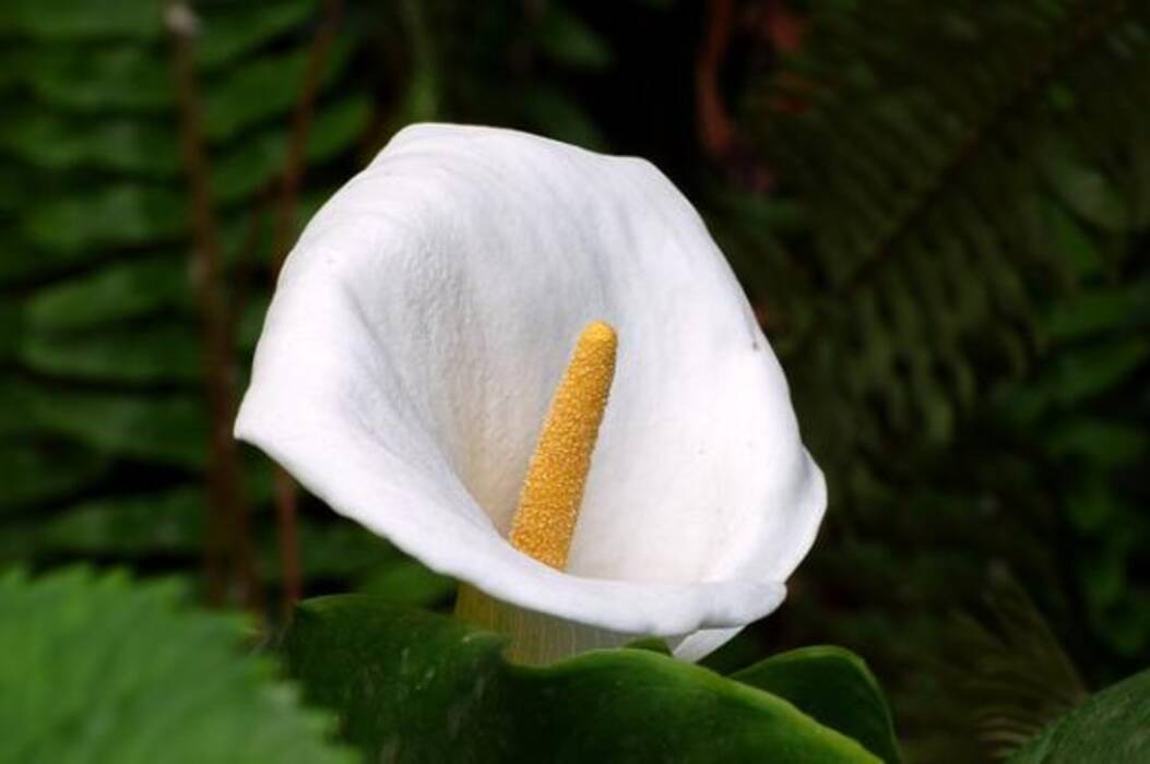 Significado del lirio blanco