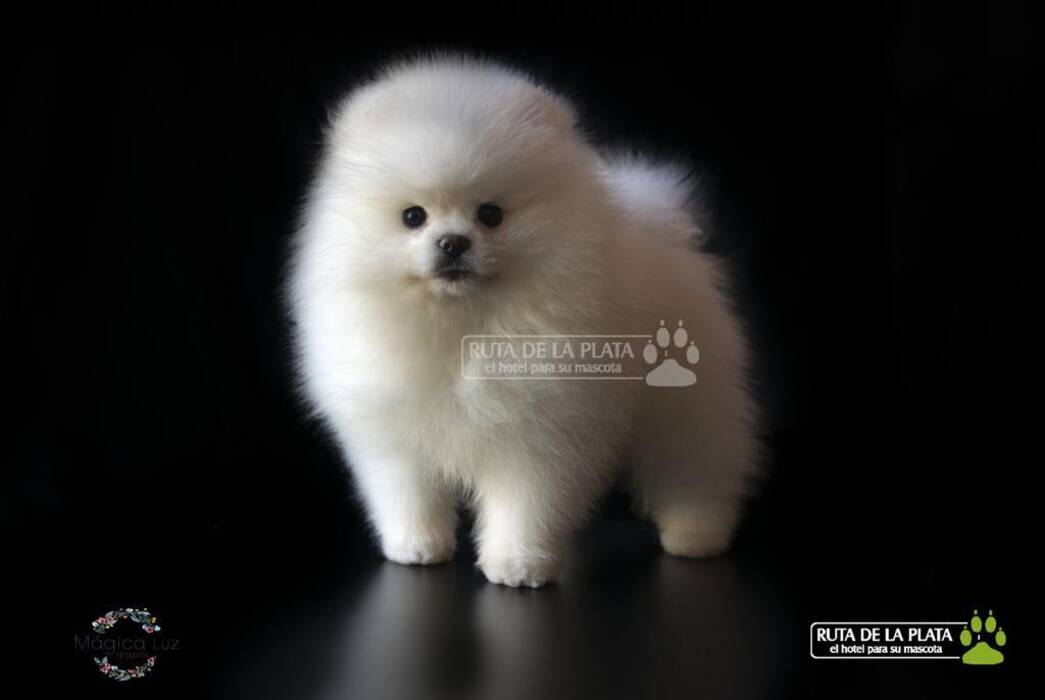 Spitz pomerania blanco: descripción, carácter y cuidados