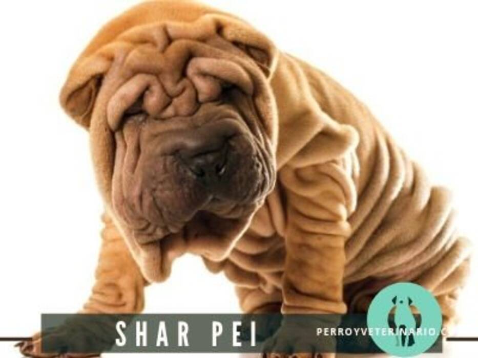 Todo lo que debe saber sobre los Sharpeys negros