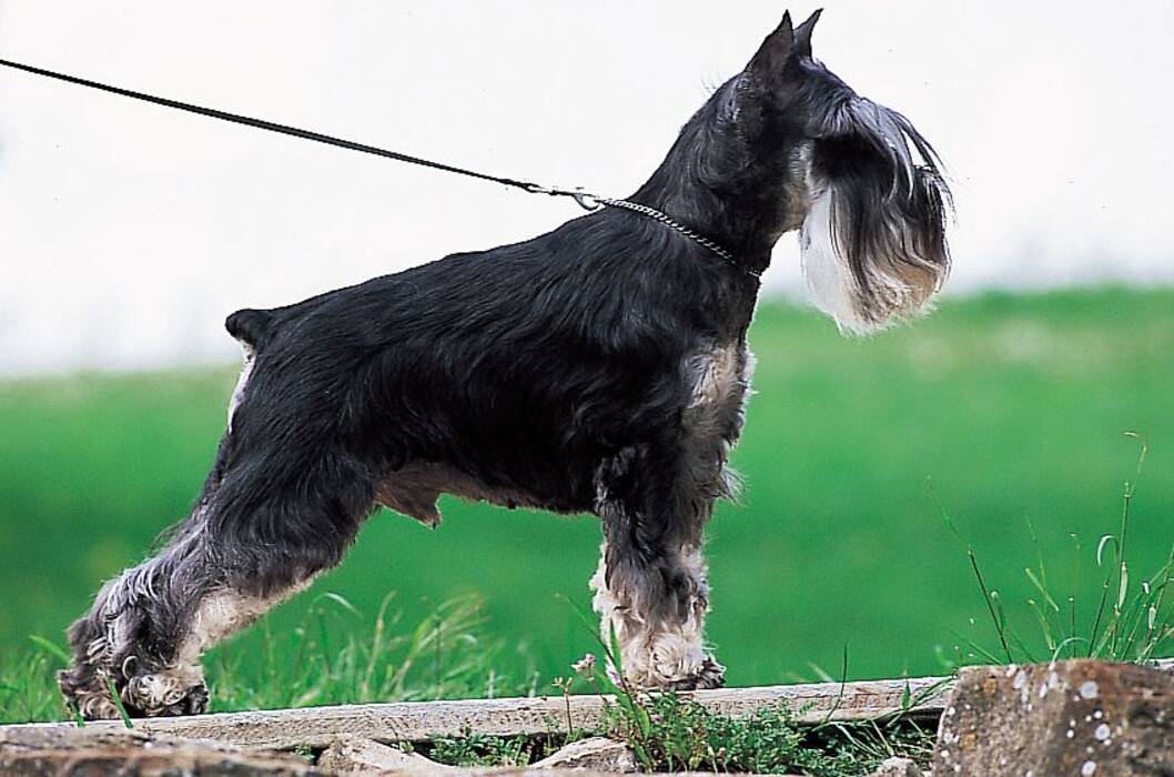 Todo sobre el tamaño del Zwergschnauzer