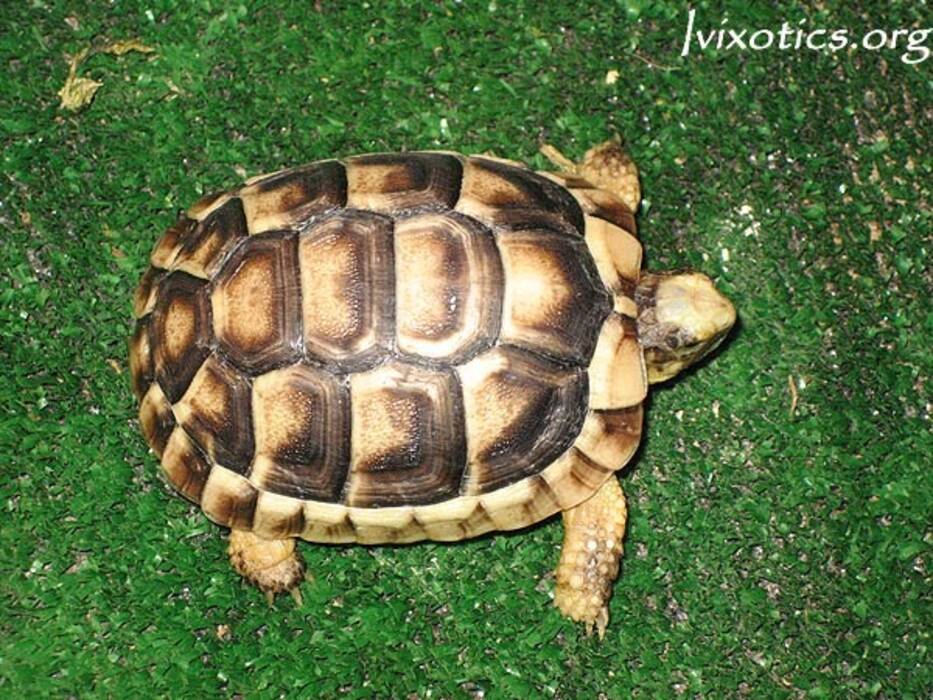 Todo sobre la hibernación en las tortugas de orejas rojas