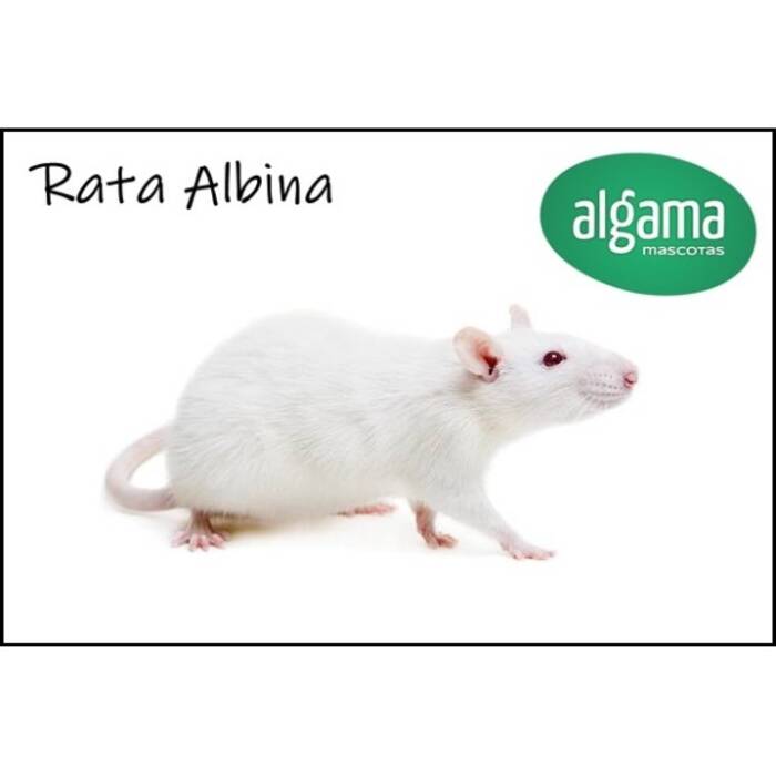 Todo sobre las ratas blancas