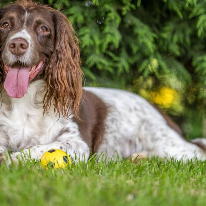 Todo sobre los spaniels