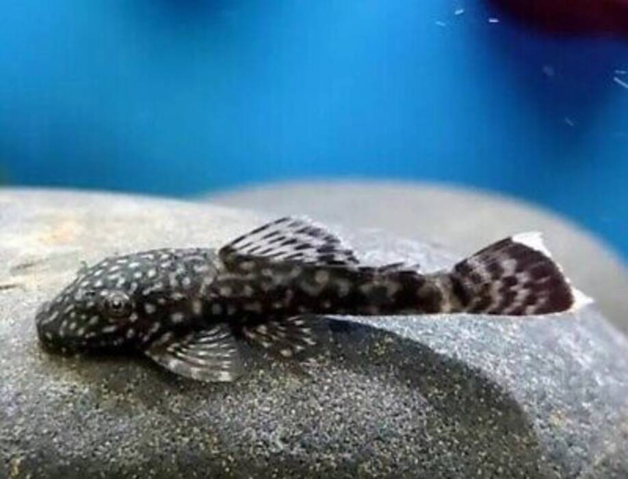 Vuale ancistrus