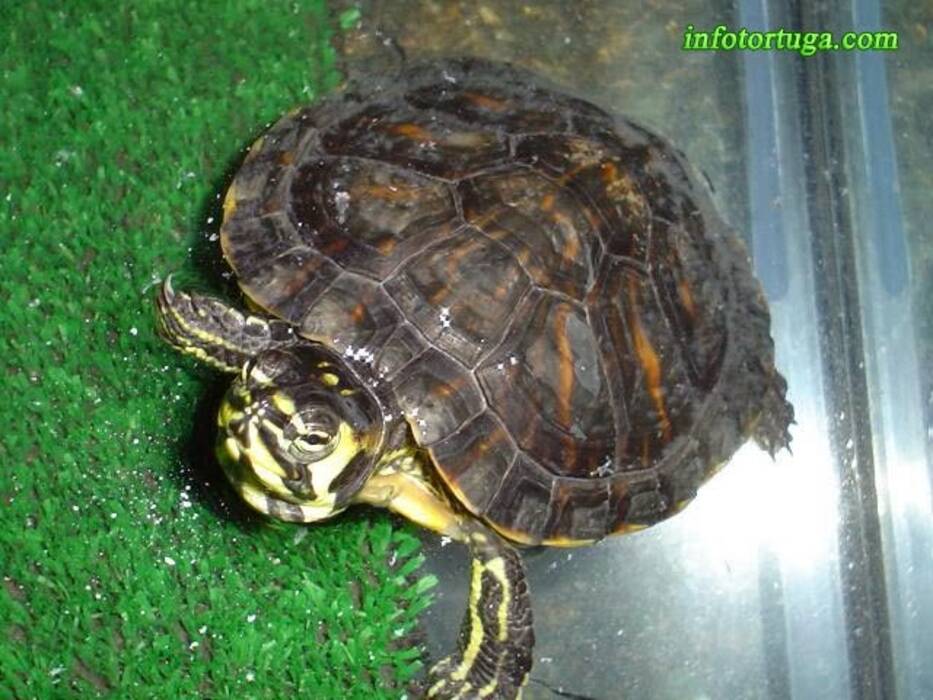 A qué tamaño y con qué rapidez crece una tortuga de orejas rojas en las condiciones del hogar?