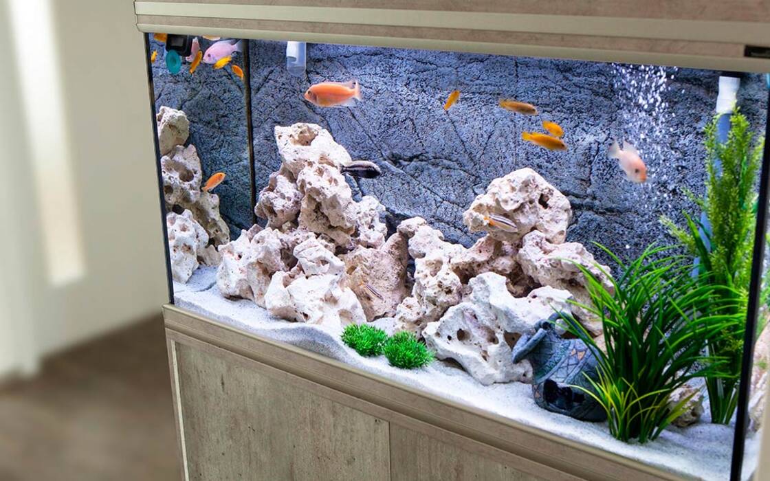 Acuarios para 100 litros: tamaños, cuántos peces se pueden tener y cuáles son los adecuados?