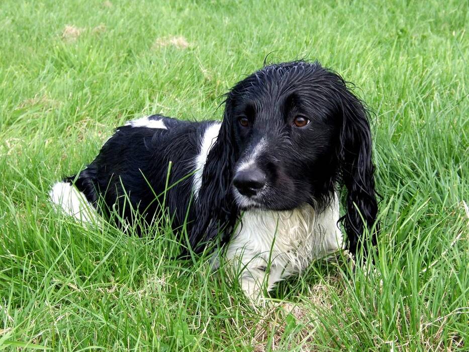 Adiestramiento del spaniel ruso de caza