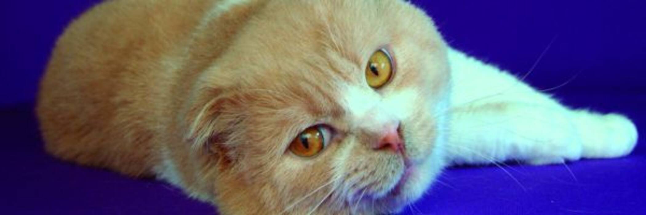 Apariencia, carácter y mantenimiento de los gatos rojos escoceses