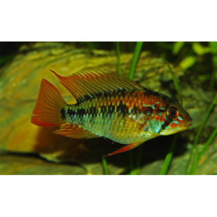 Apistogramma: descripción y especies, mantenimiento y cría