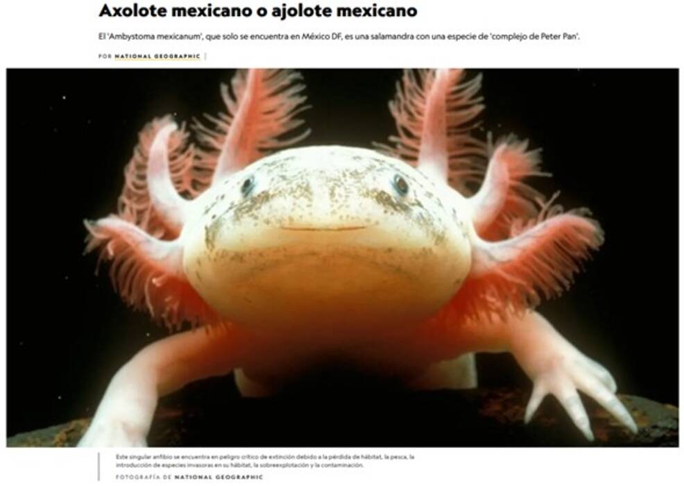Axolotl: quién es, especie, tamaño y contenido