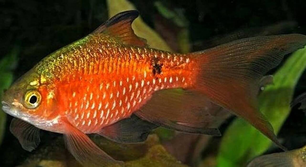 Barbus rojo