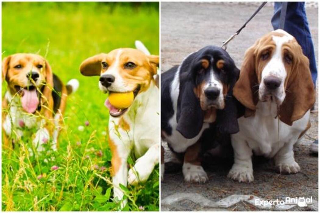 Beagle y Jack Russell Terrier: comparación de razas