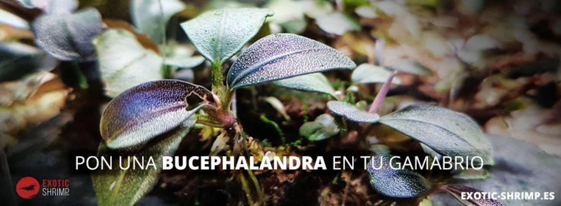 Bucephalandra: variedades, acuariofilia y cuidados