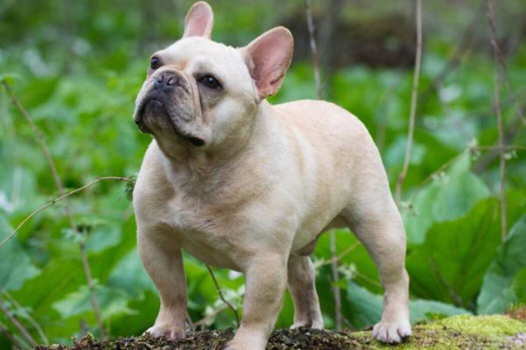 Bulldog Francés Blanco
