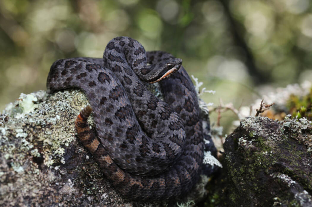 Cabeza de serpiente enana